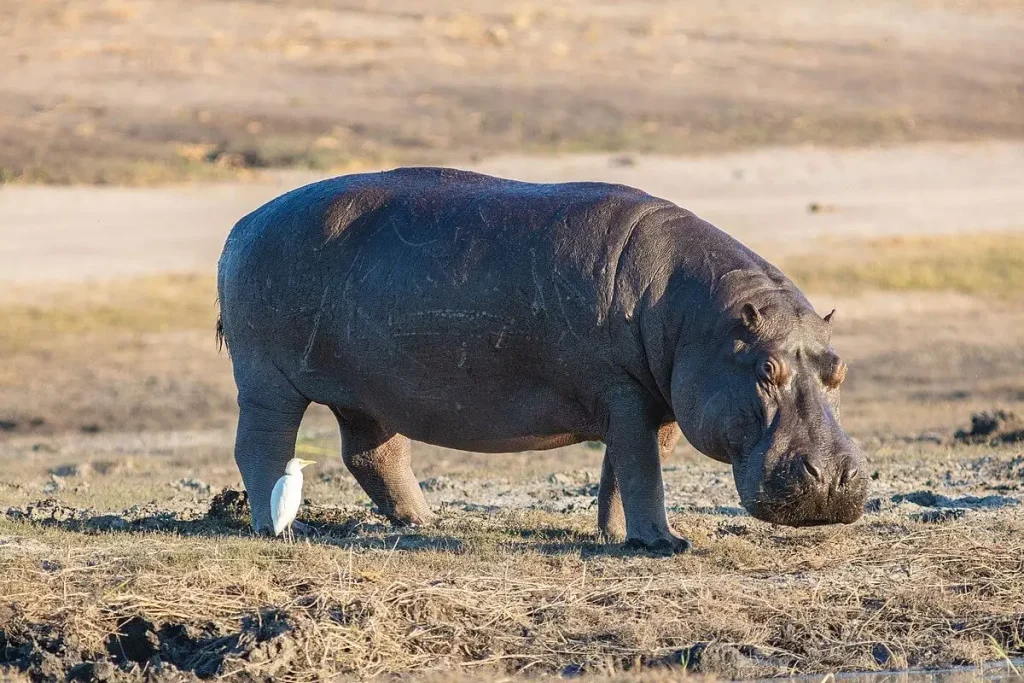 hippo name generator