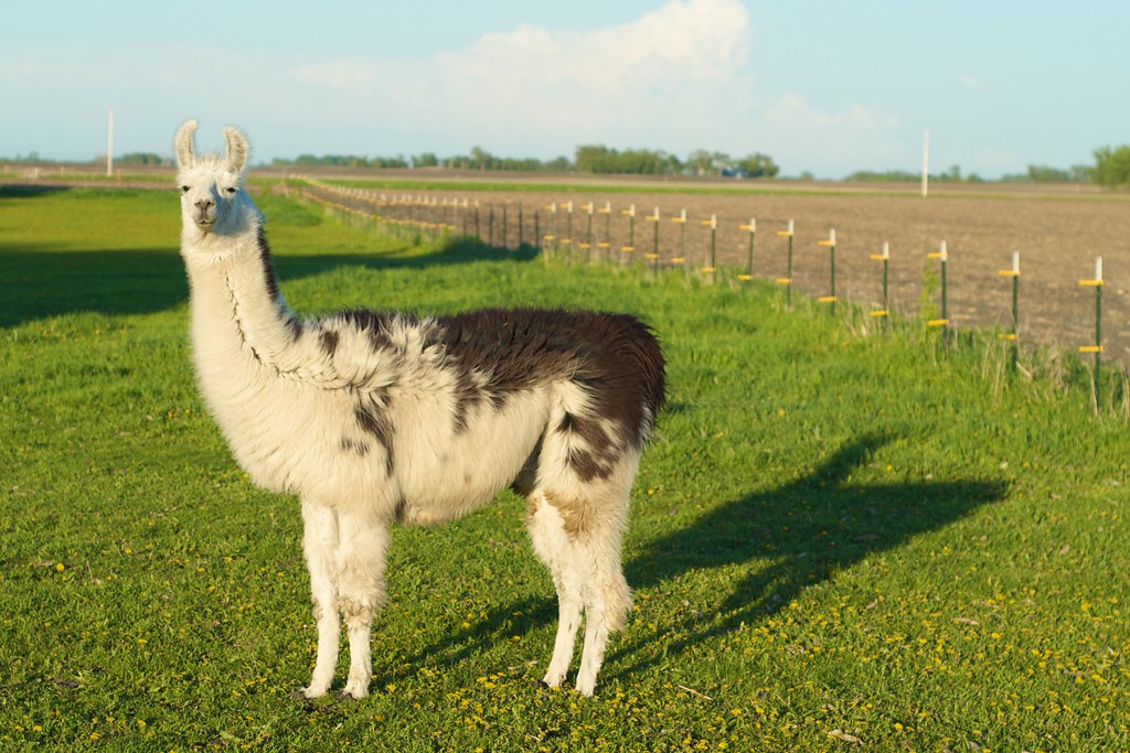 llama name ideas