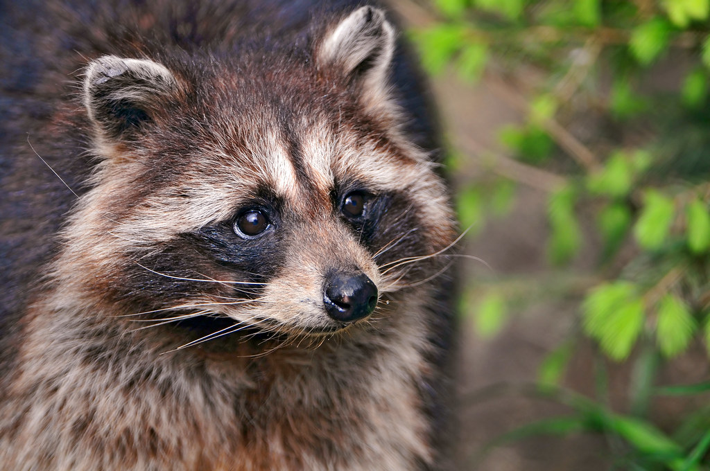 raccoon name generator