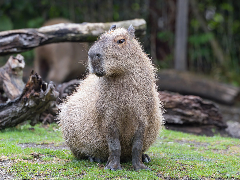 capybara name generator