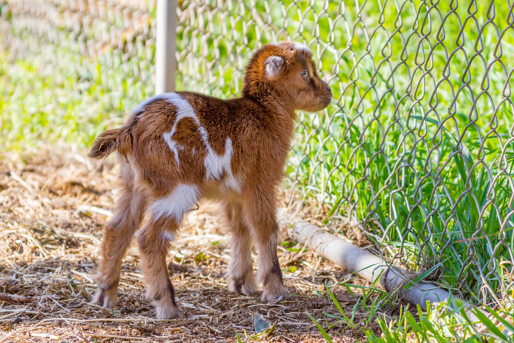 goat name generator 