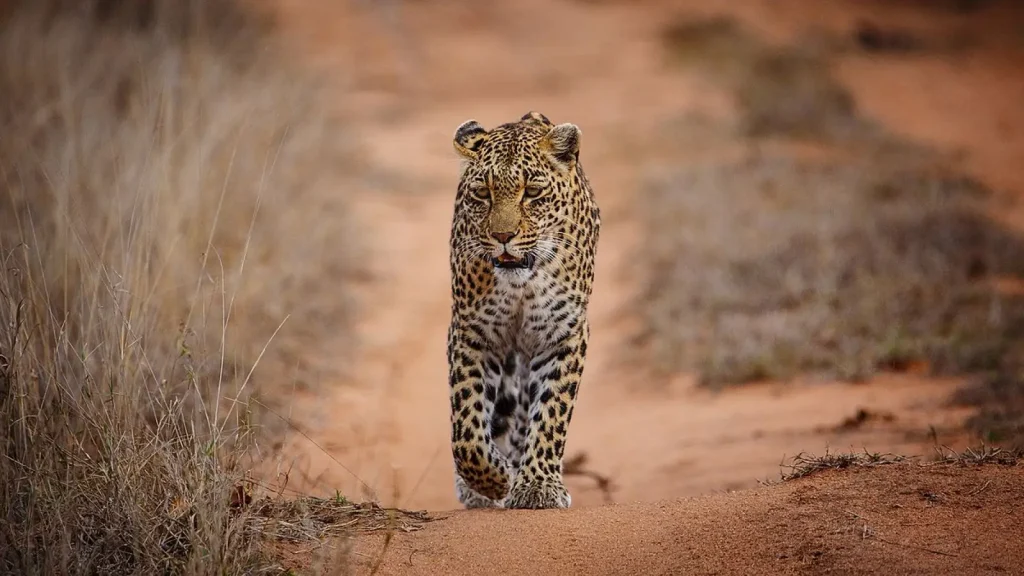 leopard names