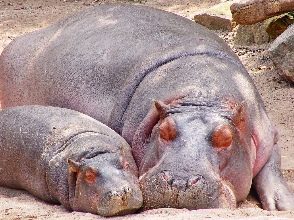 hippo name ideas