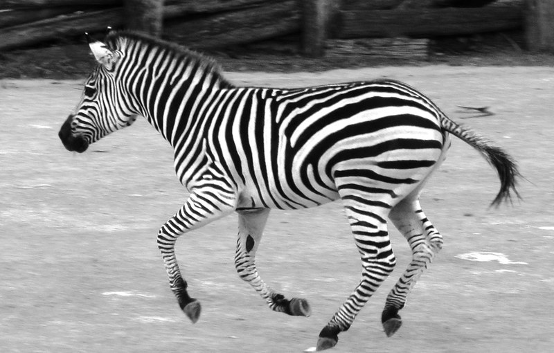 zebra names