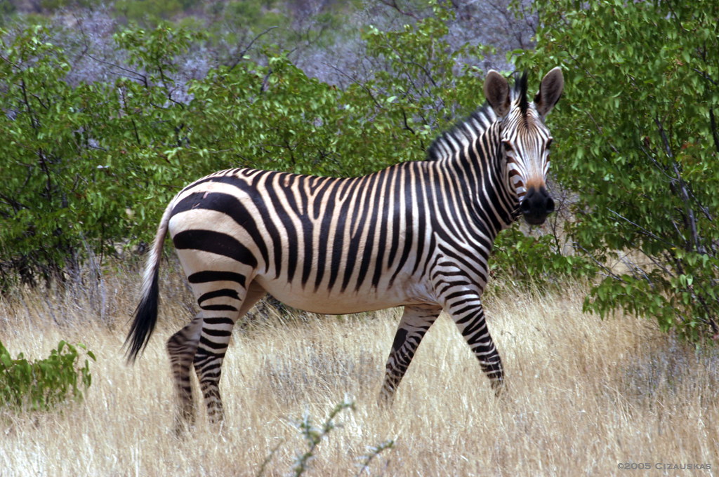 zebra name ideas