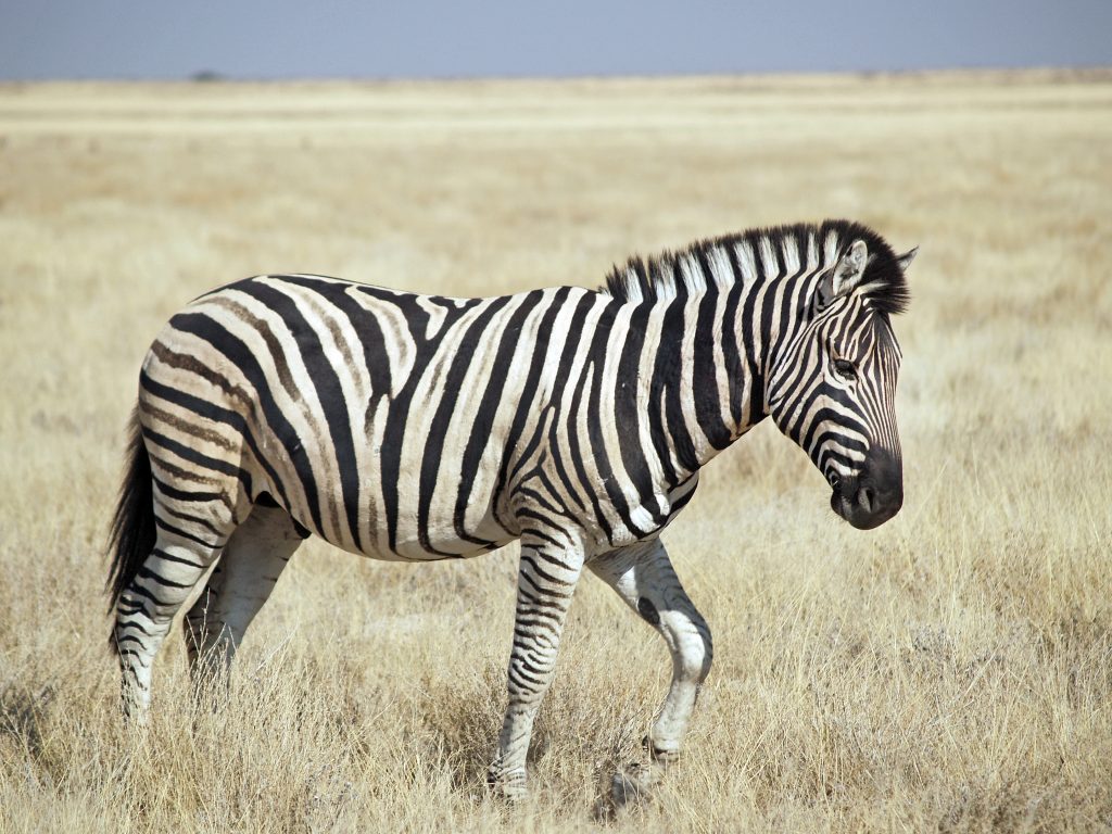 zebra name generator