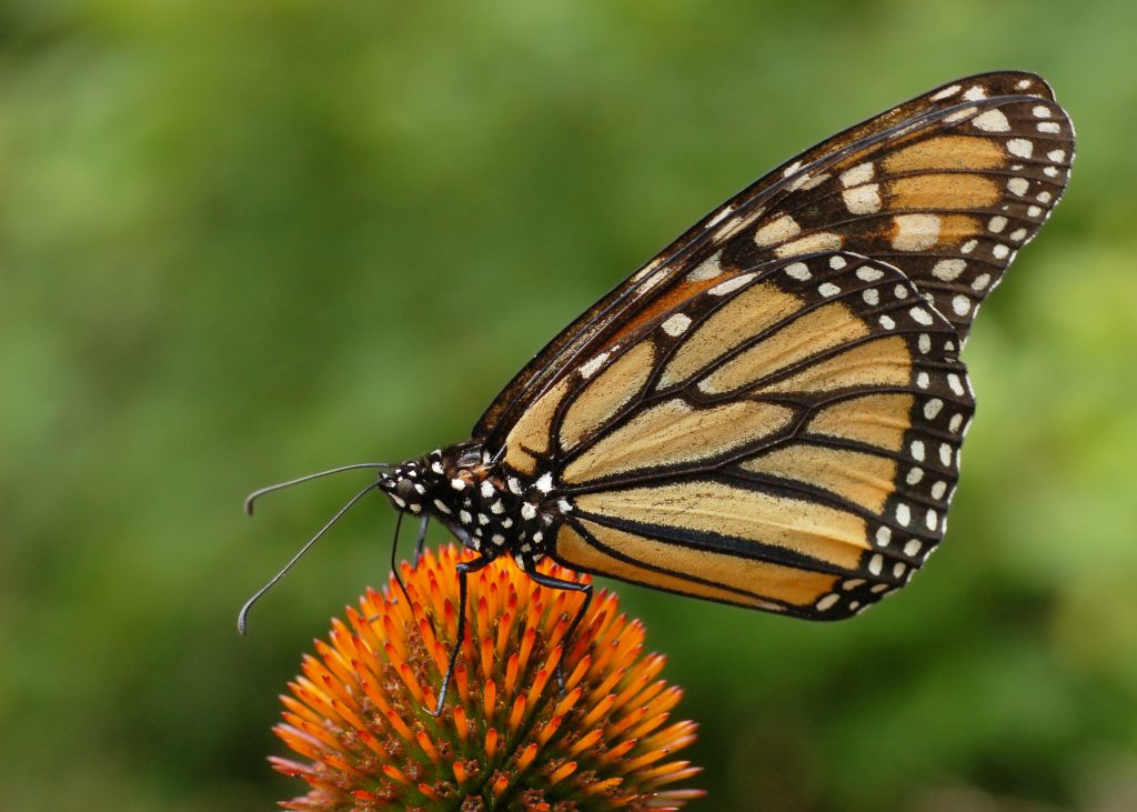 butterfly name generator