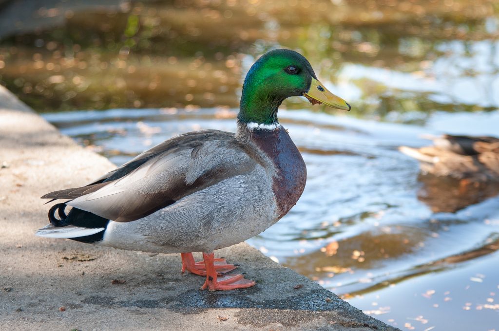 duck name ideas