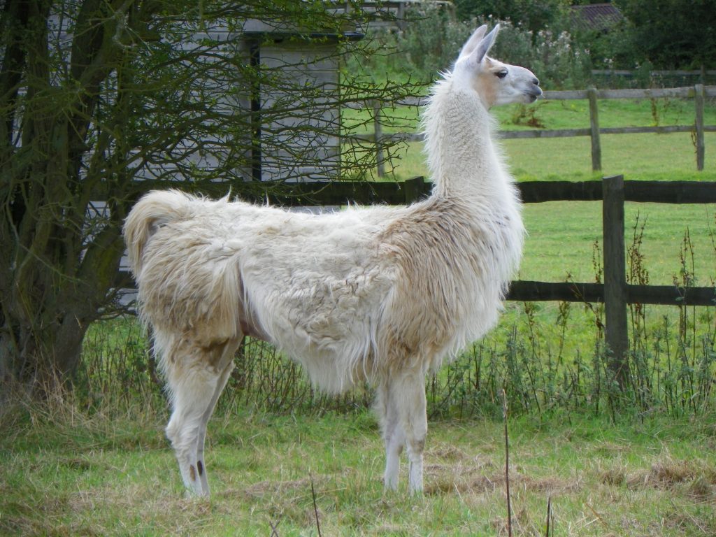 llama name generator