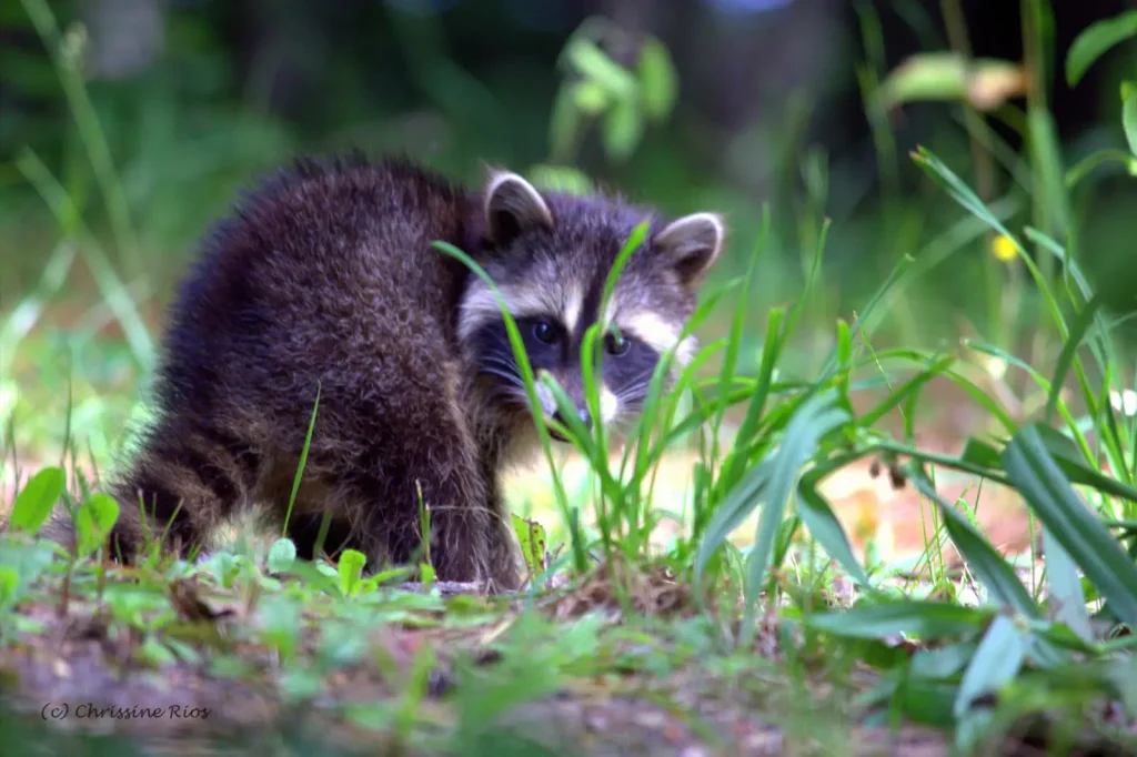 raccoon name ideas