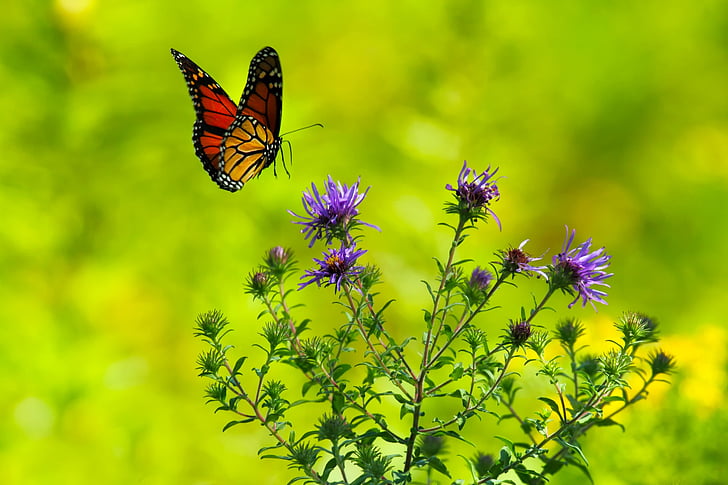 butterfly names generator