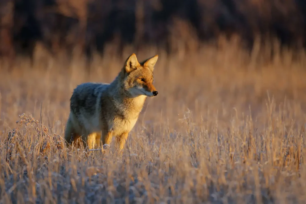 coyote name generator