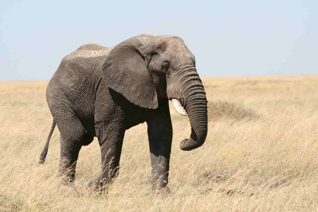 elephant name ideas