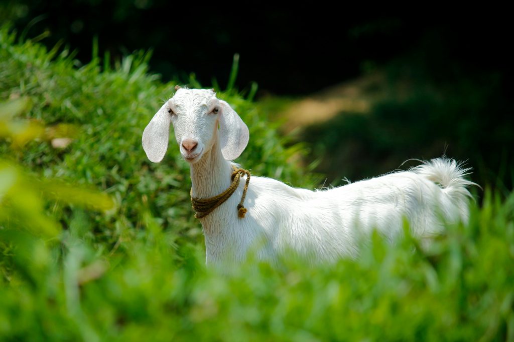 goat name ideas