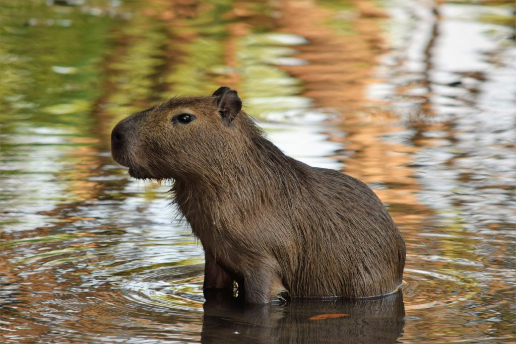 capybara names