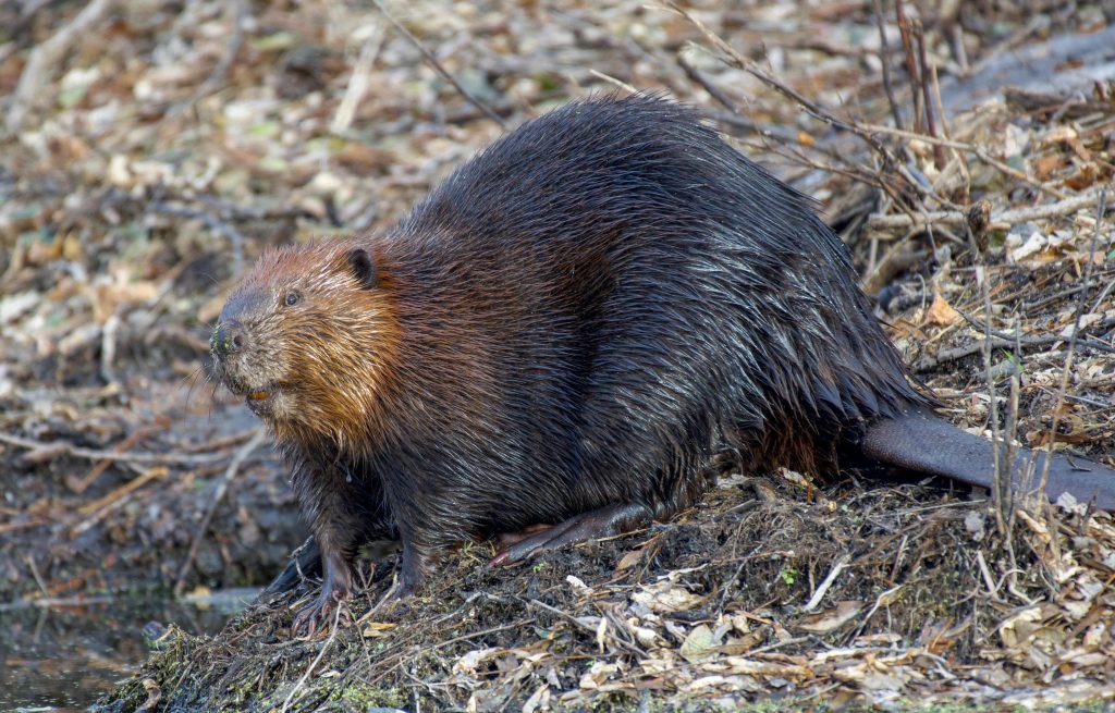 beaver name generator