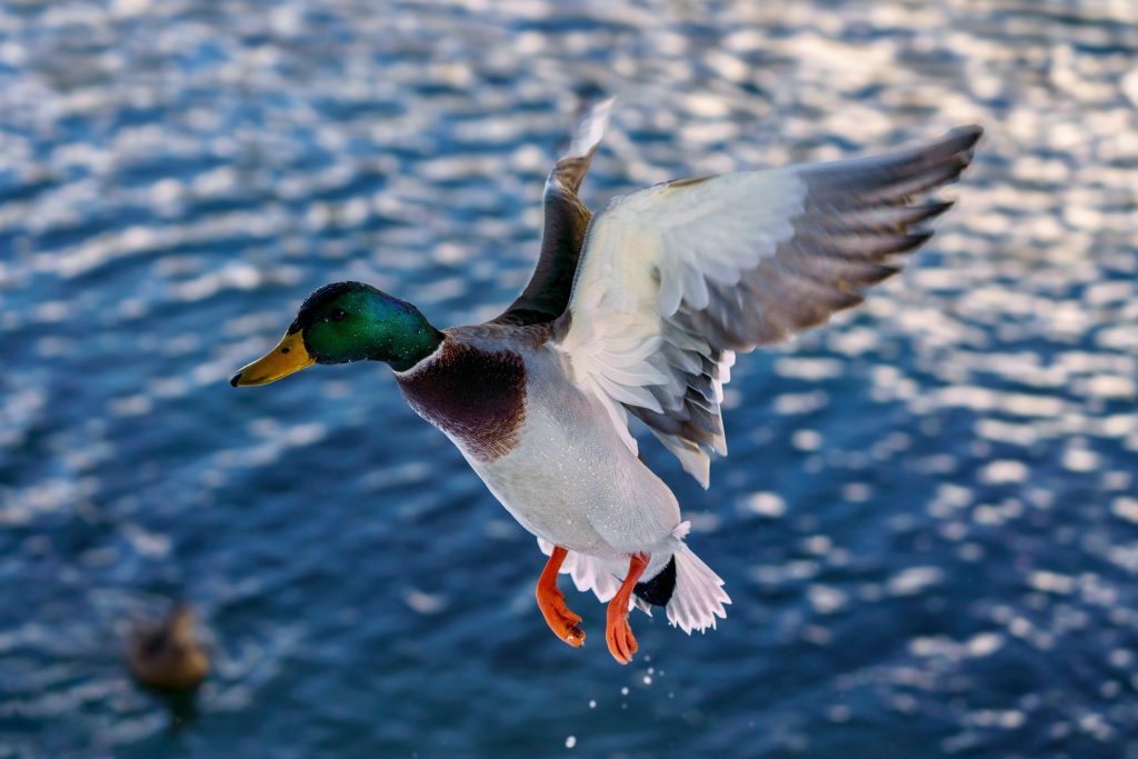 duck names