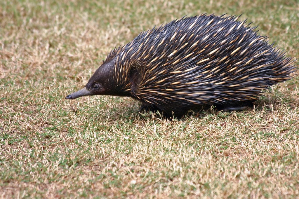 echidna name generator