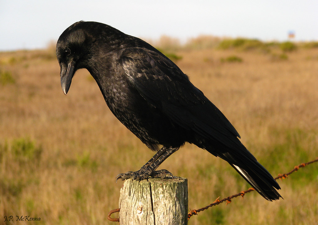 crow name generator