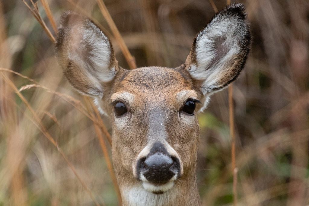 deer name ideas