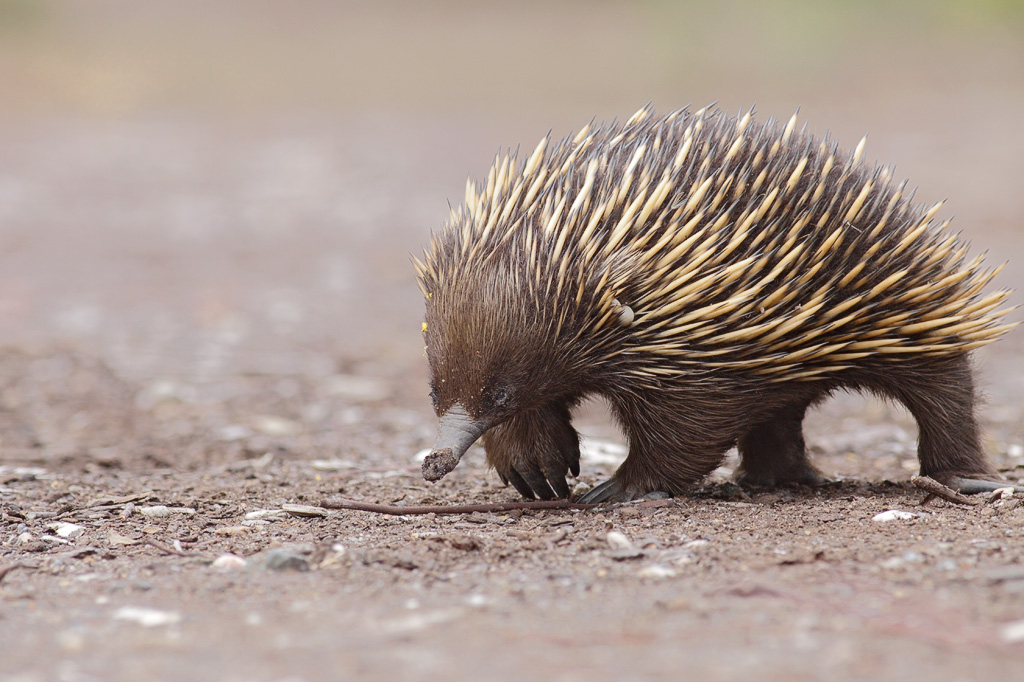 echidna name ideas