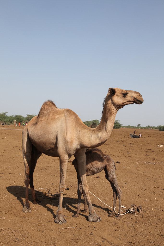 camel name ideas