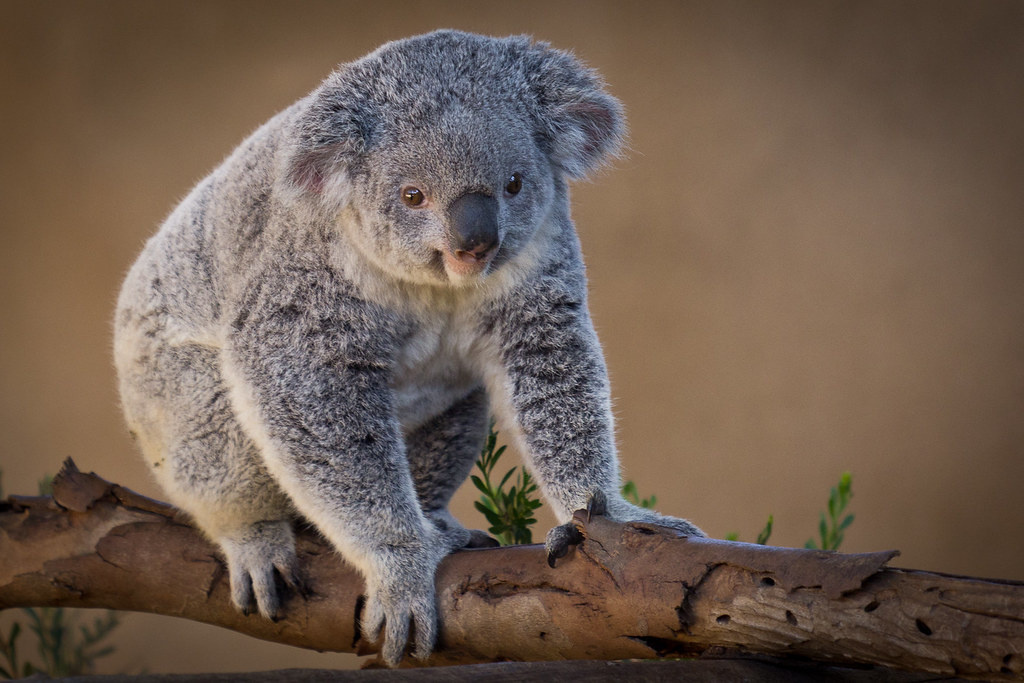 koala name generator