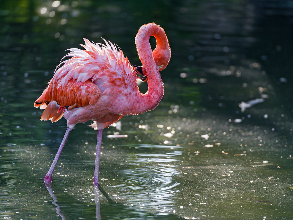 flamingo name generator