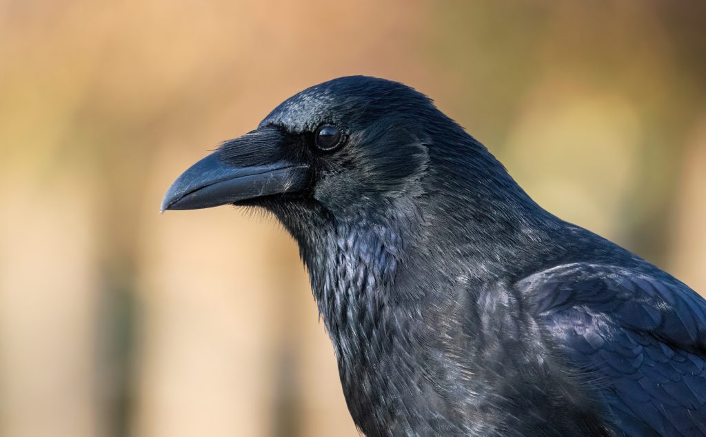 crow name ideas