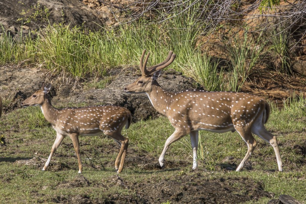 deer name generator