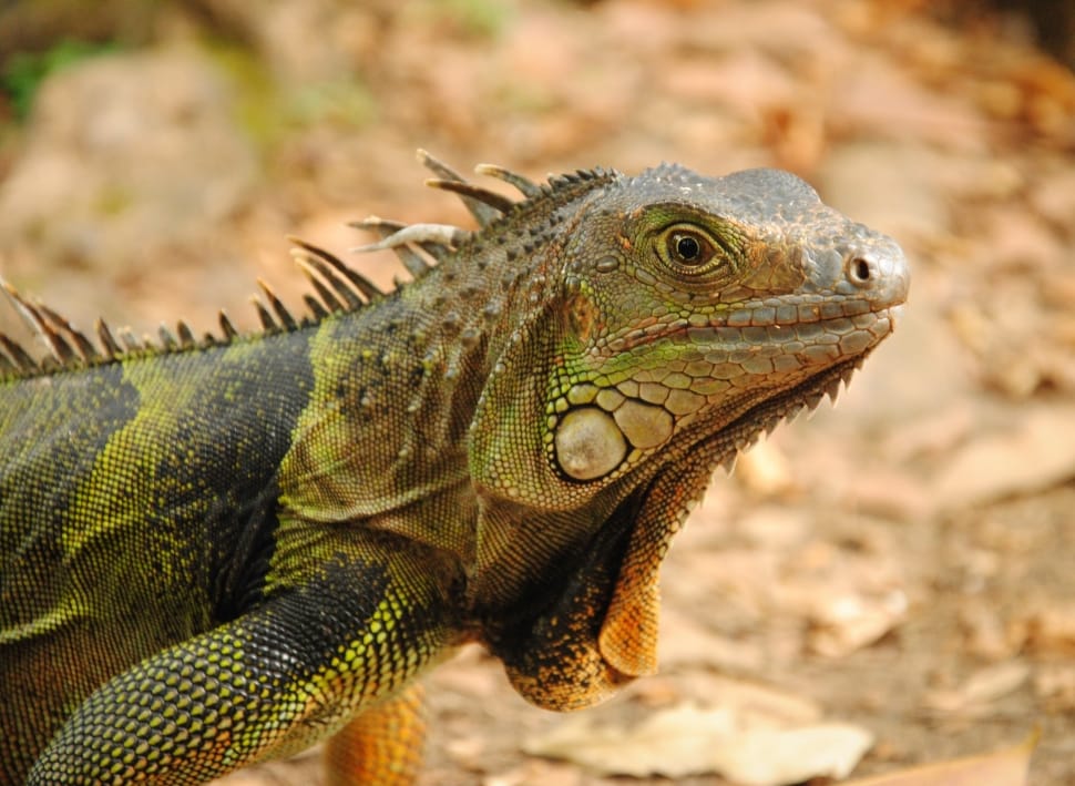 iguana name generator